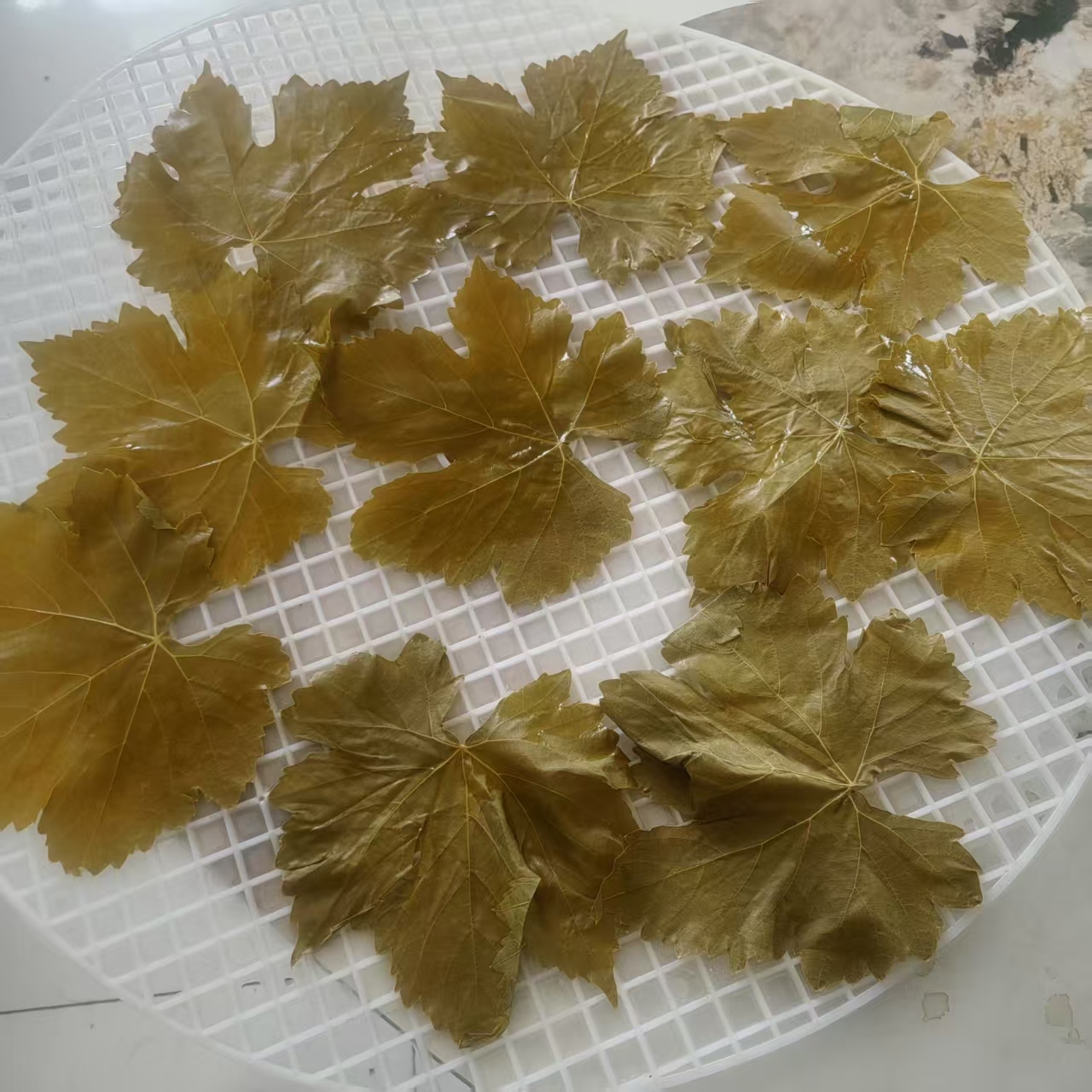 Grape Leaves in bucket
