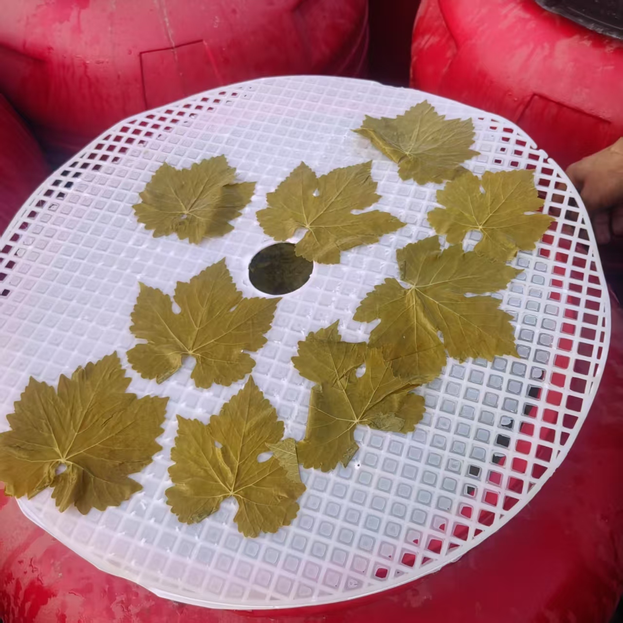 Grape Leaves in bucket