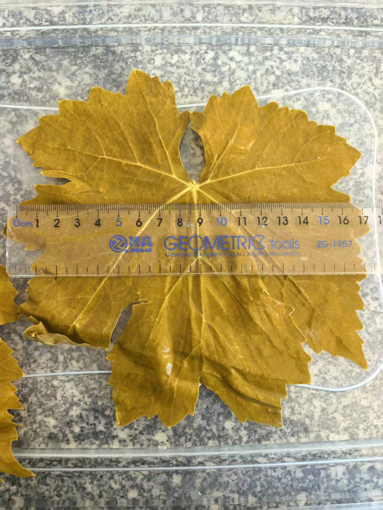 Grape Leaves in bucket