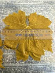 Grape Leaves in bucket