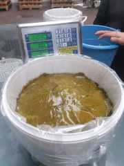 Grape Leaves in bucket