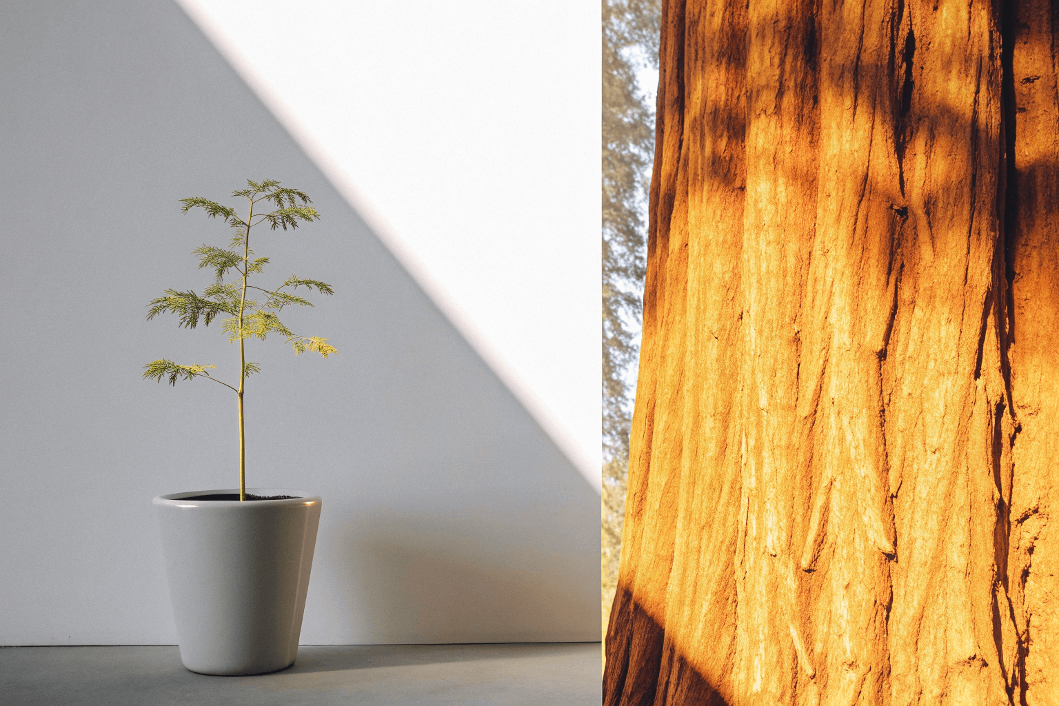 An image of a small sapling on one side (startup) and a large, mature tree on the other (established brand)