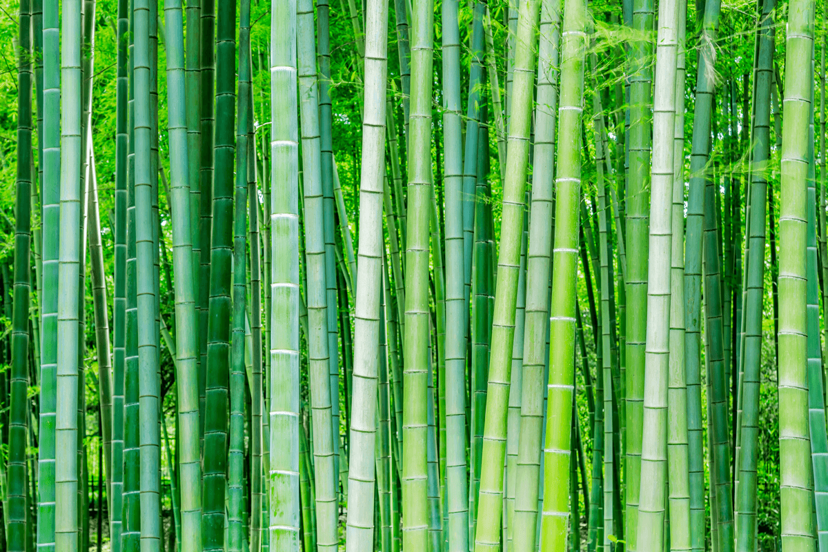 Biobasedfabric-BambooFiber