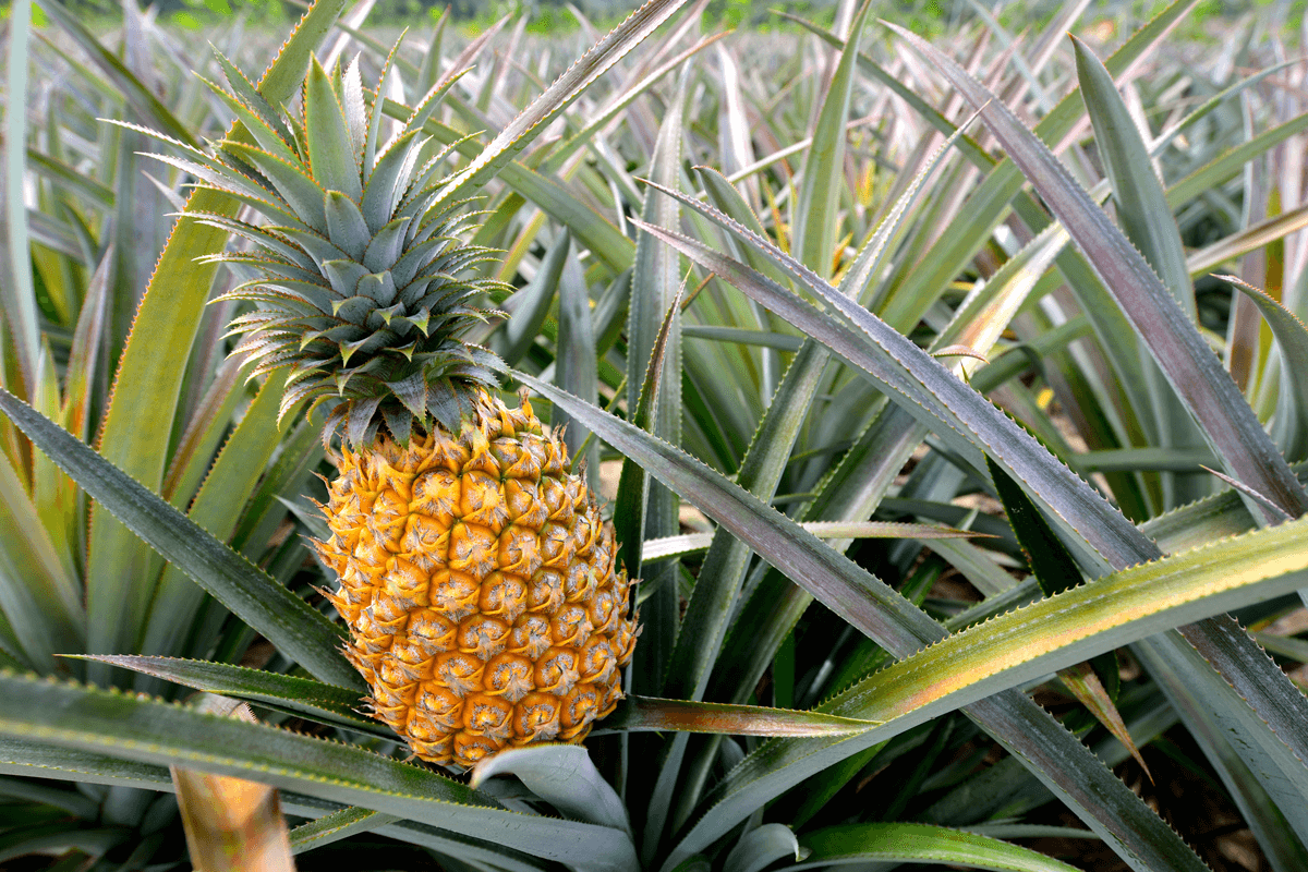 Biobasedfabric-PineappleFiber
