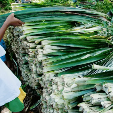 Harvesting Pineapple leaves