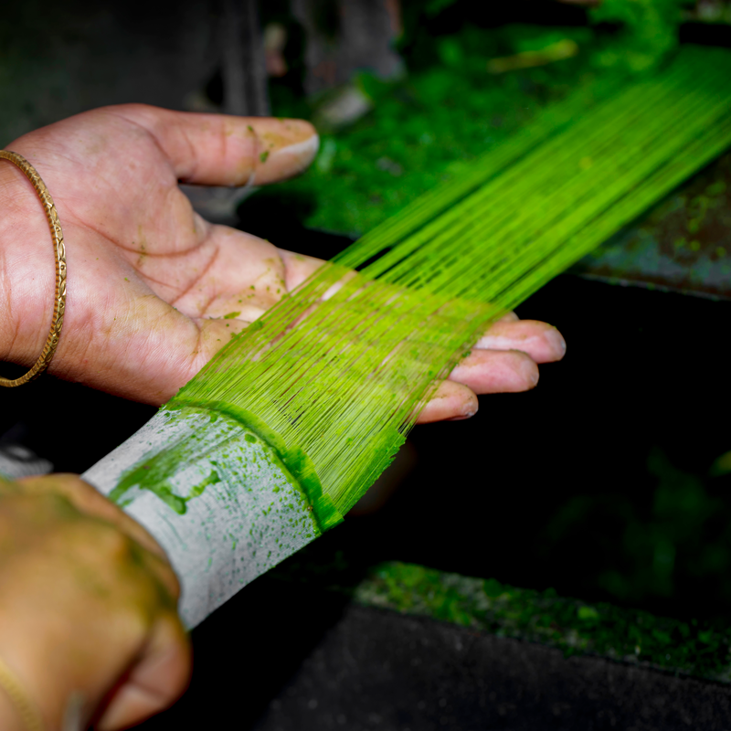 Extraction and Decortication Pineapple Fiber