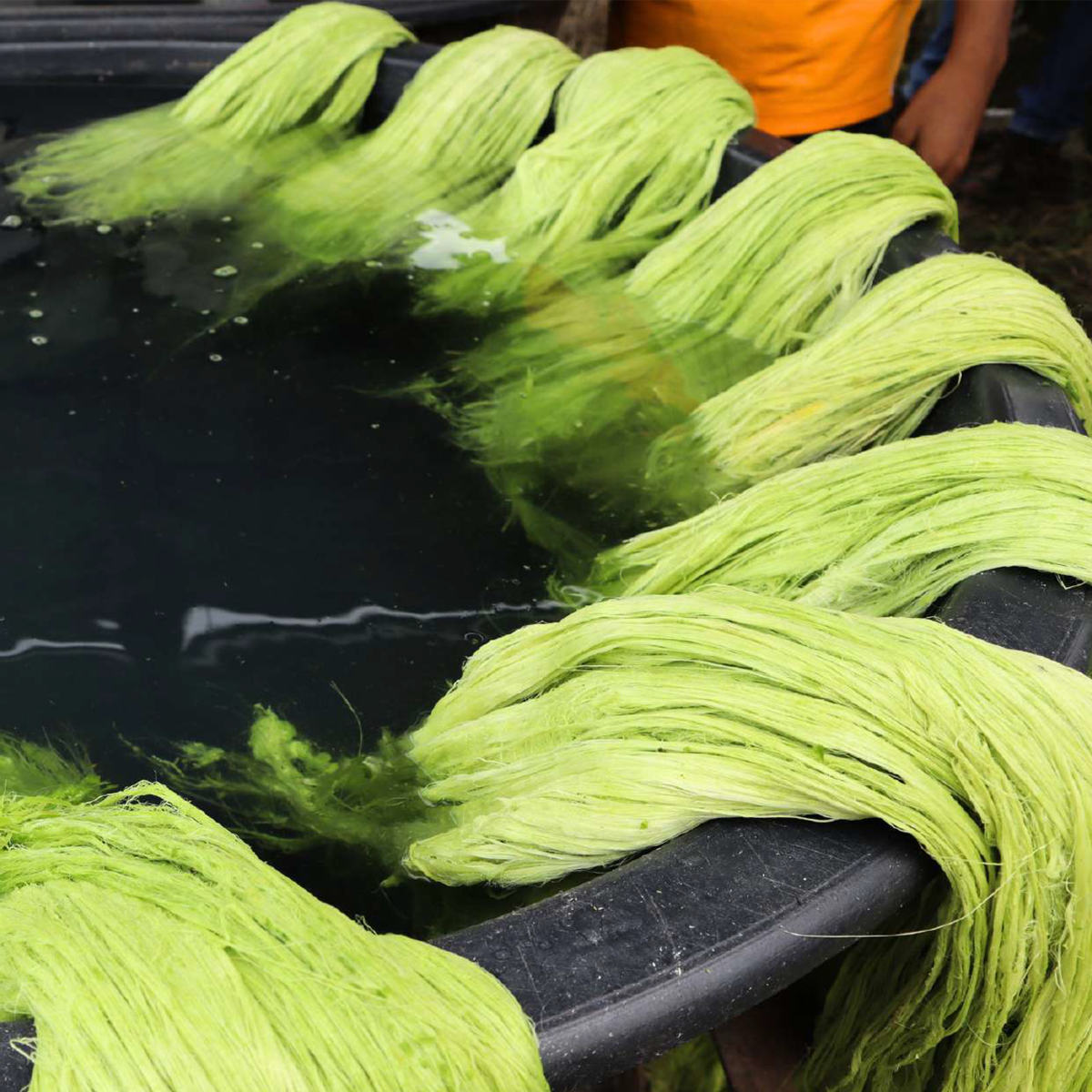 Washing and Degumming Pineapple Fiber