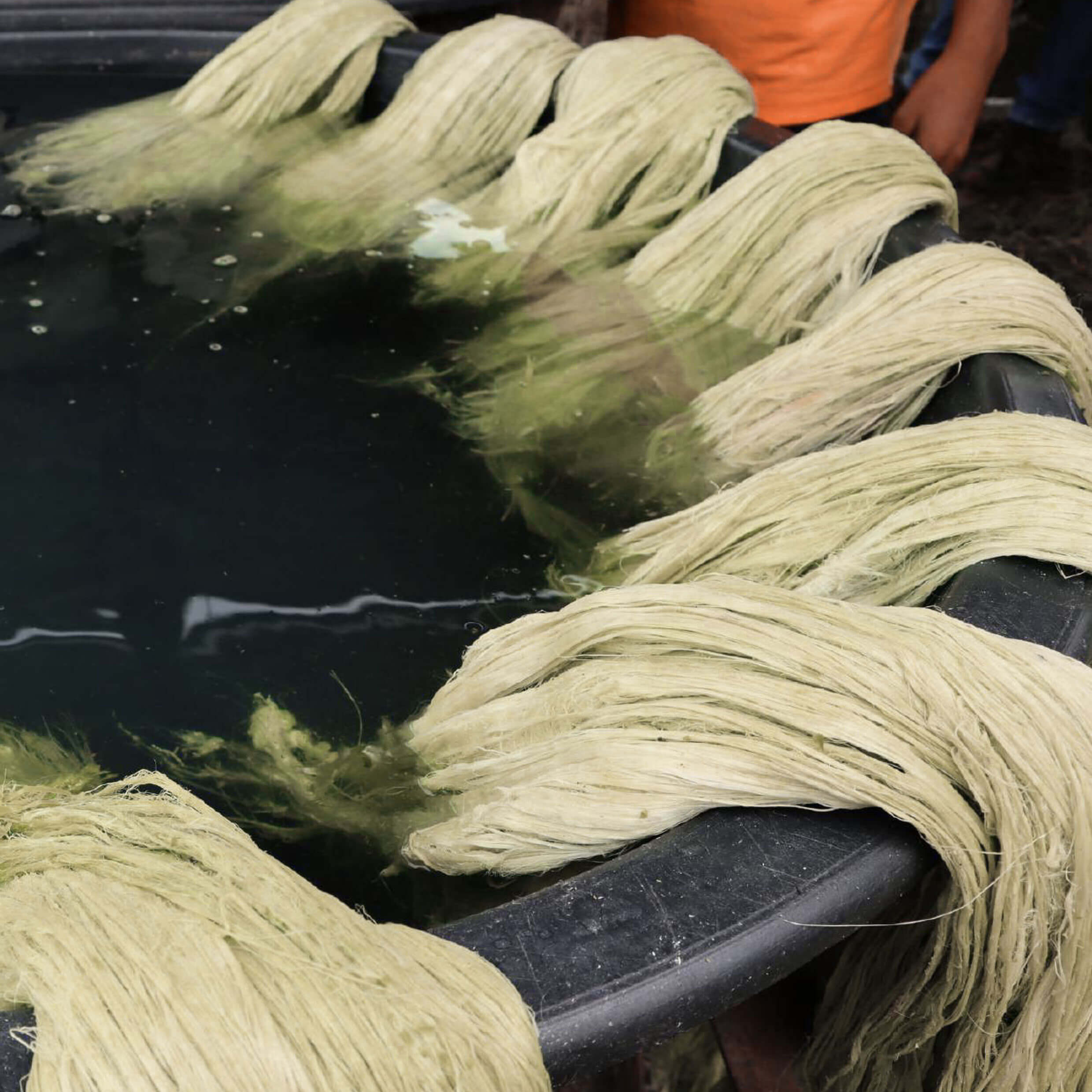 Washing and Degumming banana Fiber