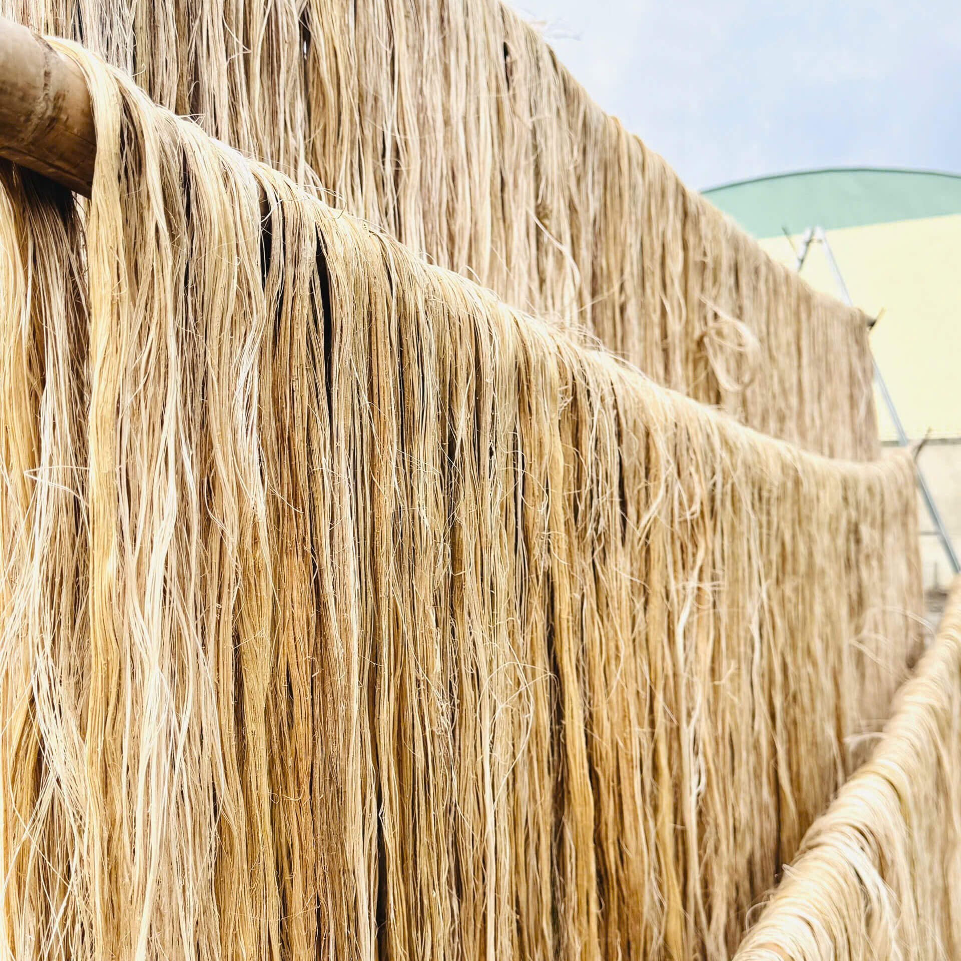 Drying banana Fiber