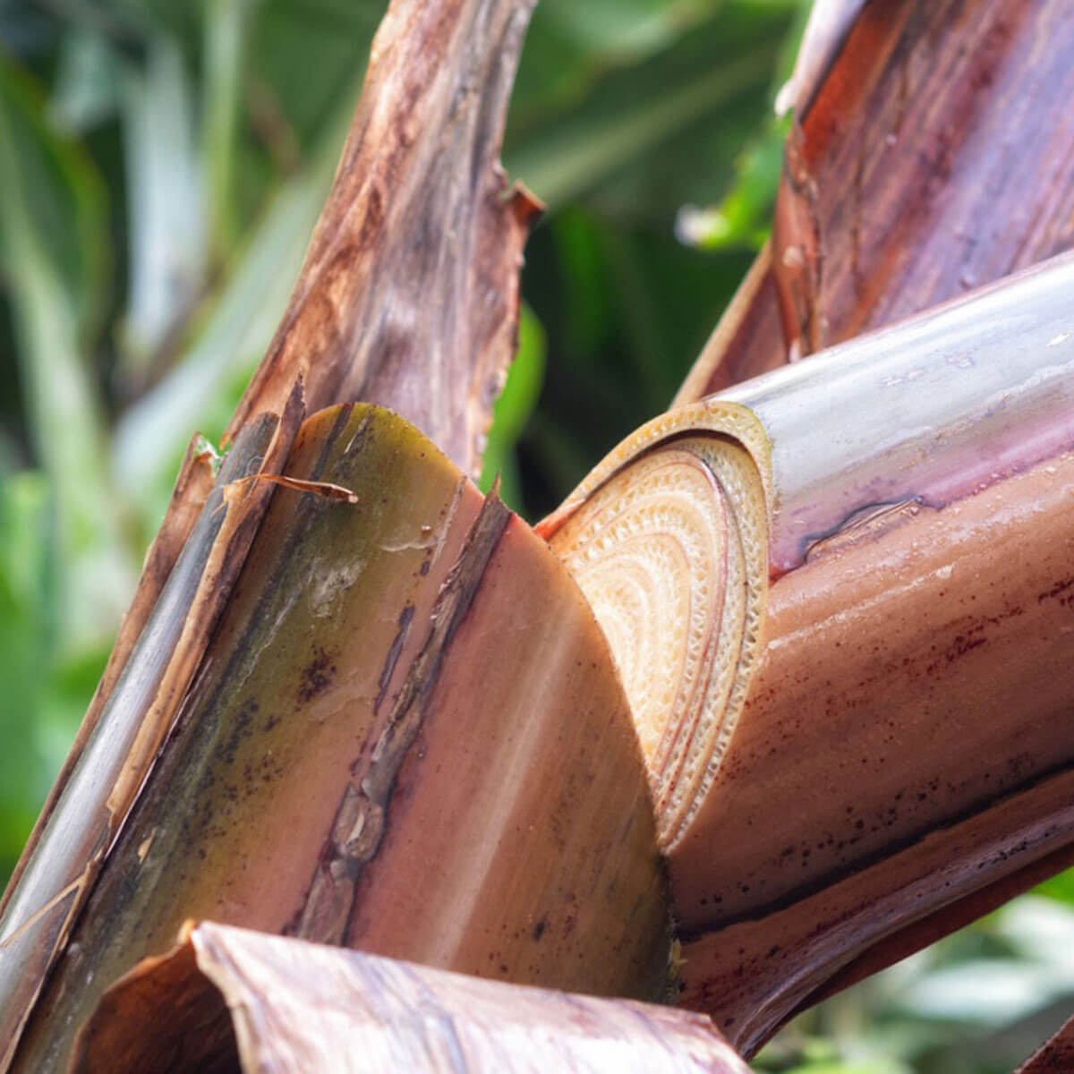 Harvesting banana tree stem