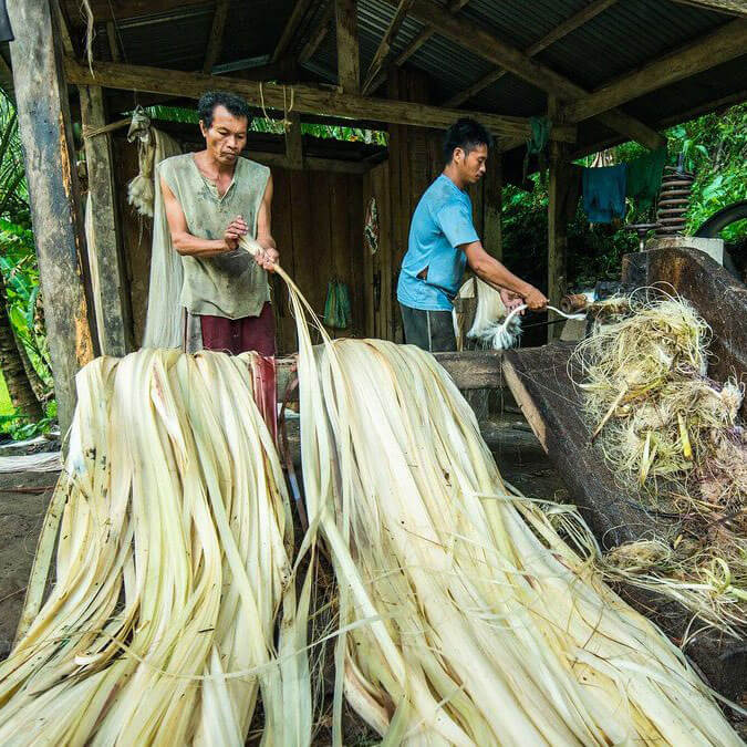 Extraction and Decortication banana Fiber