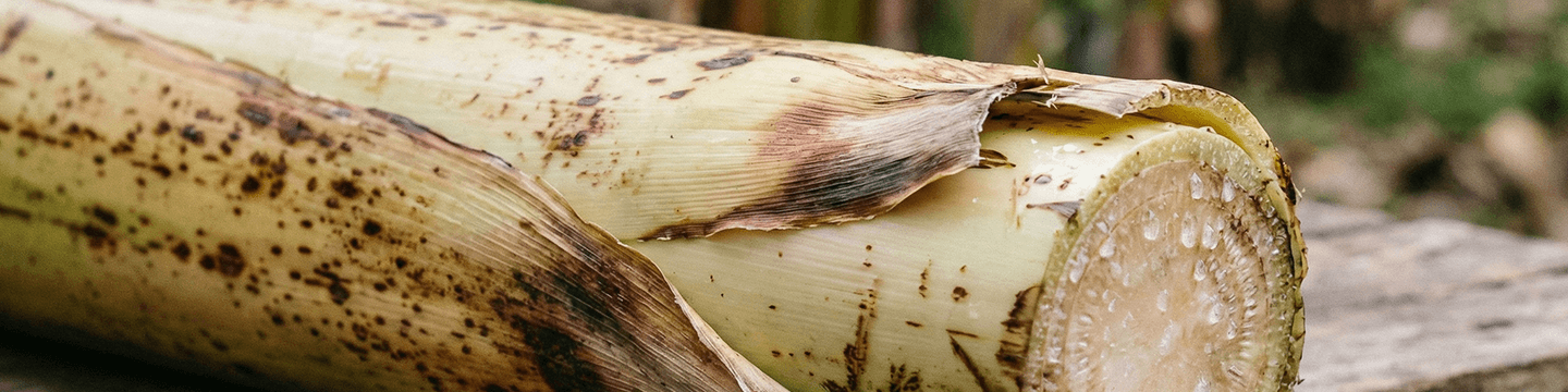 how-is-banana-fiber-made