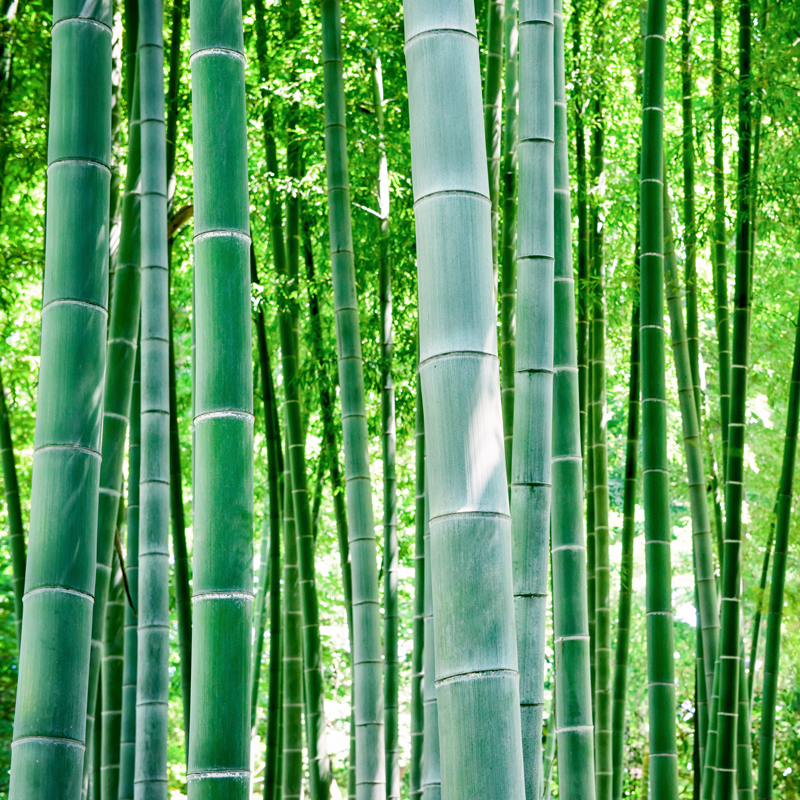 PreparationChippingbamboo
