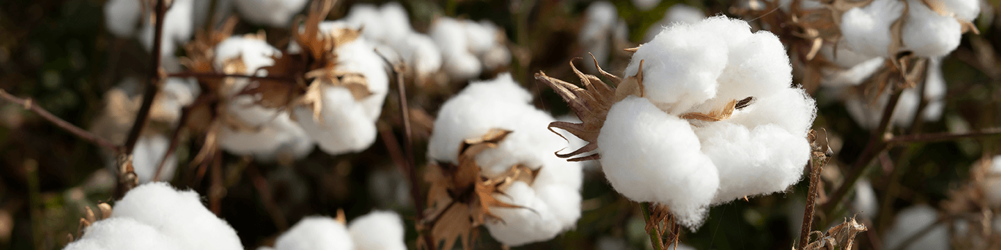 how-is-Organic-Cotton-made