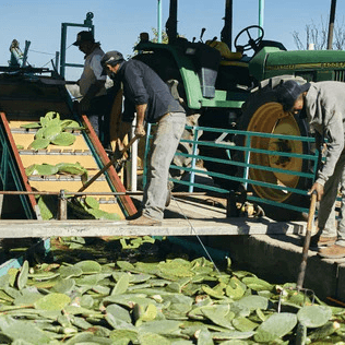 Cleaning and Mashing
