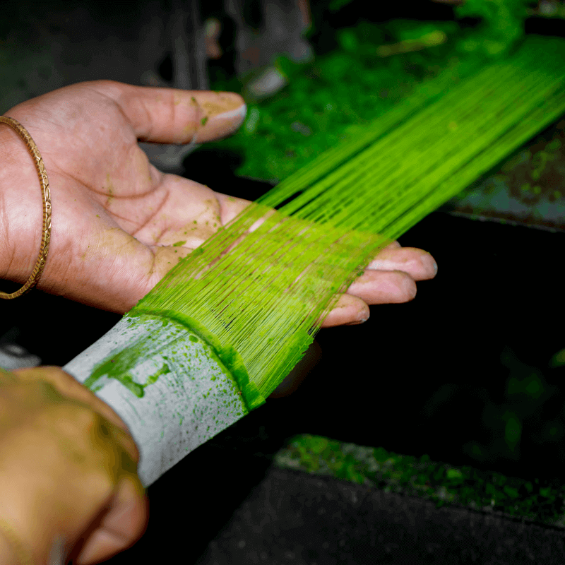 Decortication Degumming