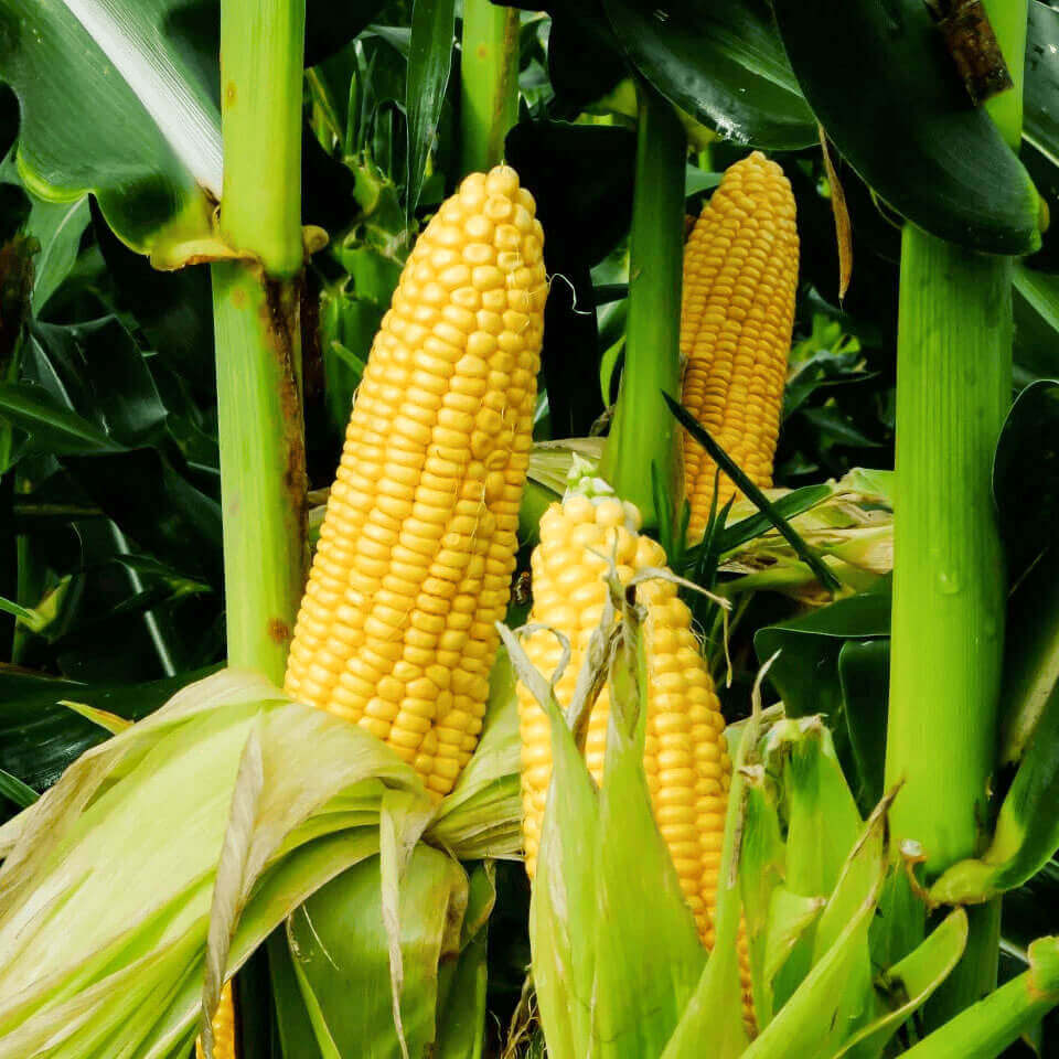 RawMaterialCollection