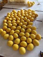 Excellent grade lemon