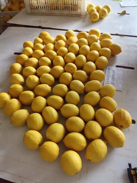 Excellent grade lemon