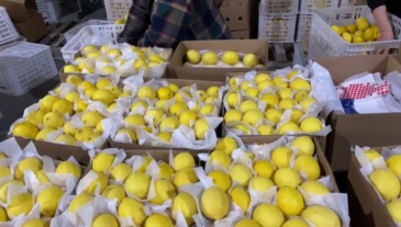 Premium Fresh Eureka Lemon, Bulk Wholesale Direct From Chinese Farm,Premium Fresh Eureka Lemon, Bulk Wholesale Direct From Chinese Farm,Chinese Fresh Lemon