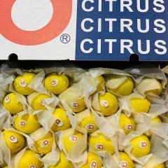 Fresh Eureka Lemons Wholesale | China Origin Bulk FCL Export Supply,Fresh Eureka Lemons Wholesale | Bulk Export From China,Chinese Fresh Lemon