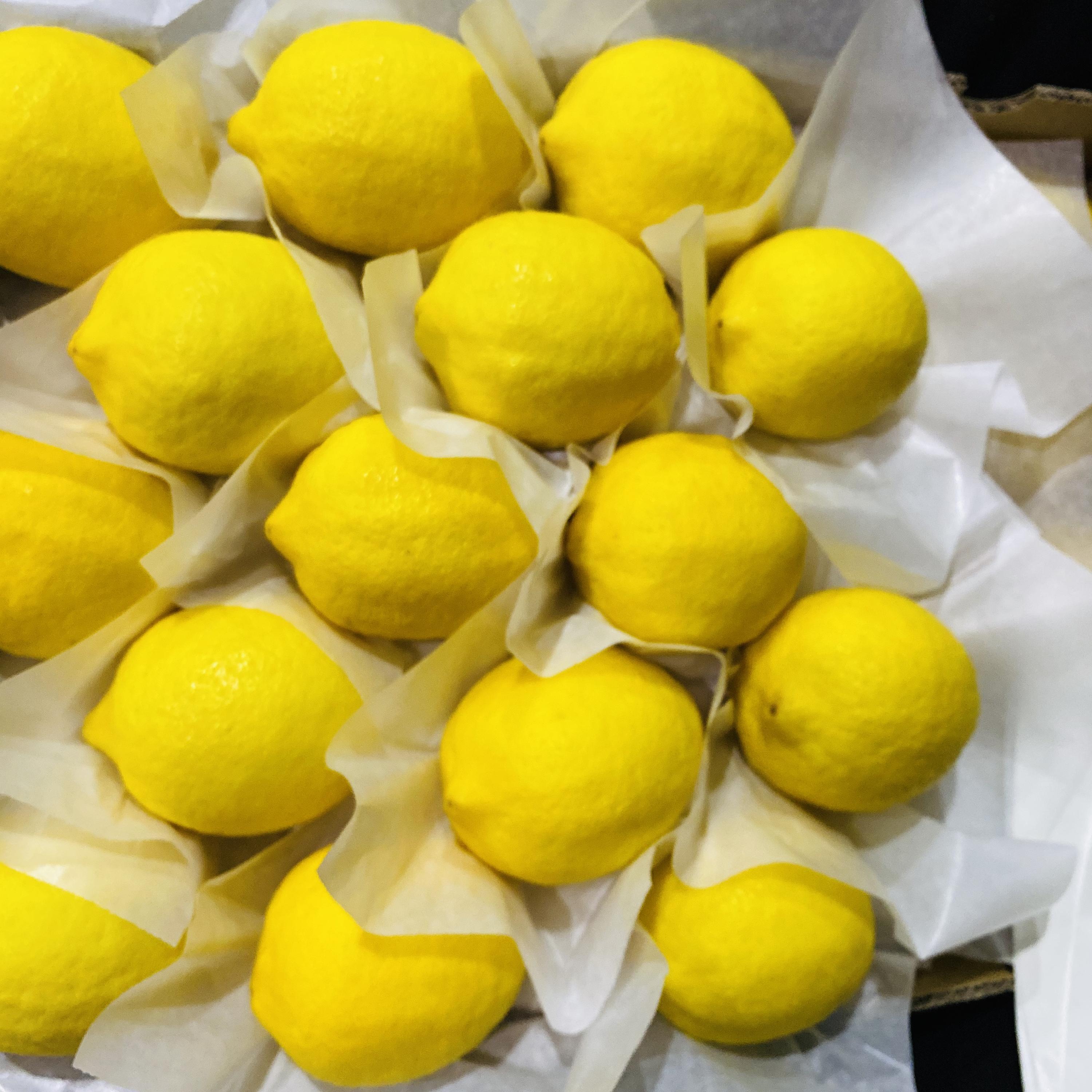 Fresh Eureka Lemons Wholesale | China Origin Bulk FCL Export Supply,Fresh Eureka Lemons Wholesale | Bulk Export From China,Chinese Fresh Lemon