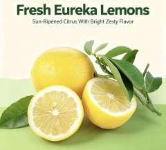 Fresh Eureka Lemons Wholesale | Bulk Export From China,Fresh Eureka Lemons Wholesale | Bulk Export From China,Chinese Fresh Lemon