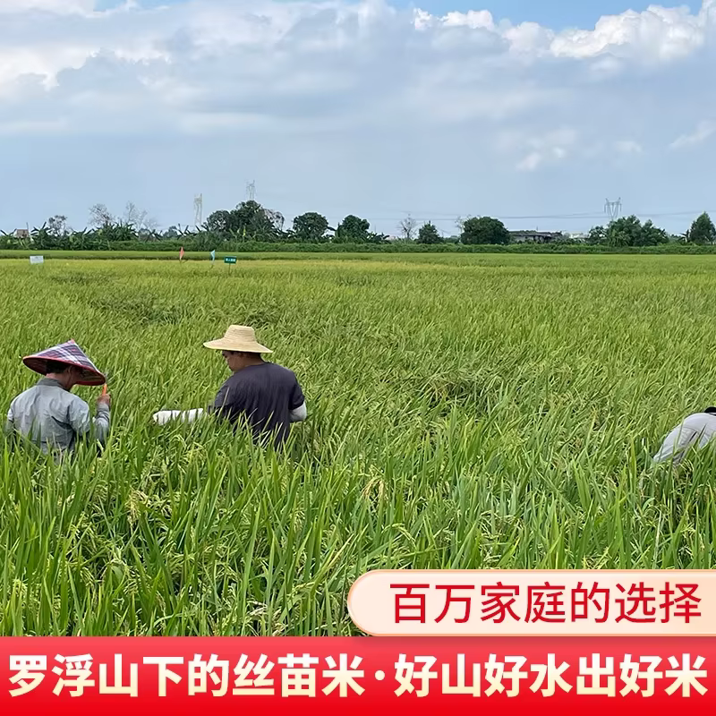 Luofushan Rice