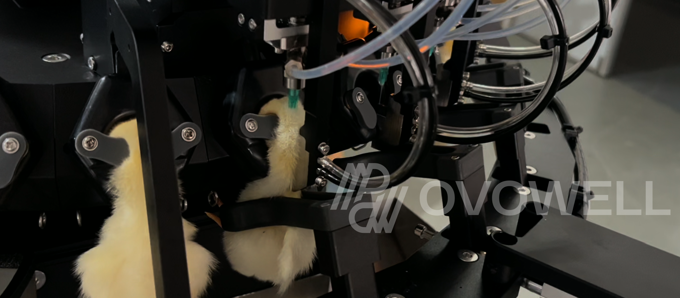 Day-old chicks positioned in the beak treatment and vaccination machine