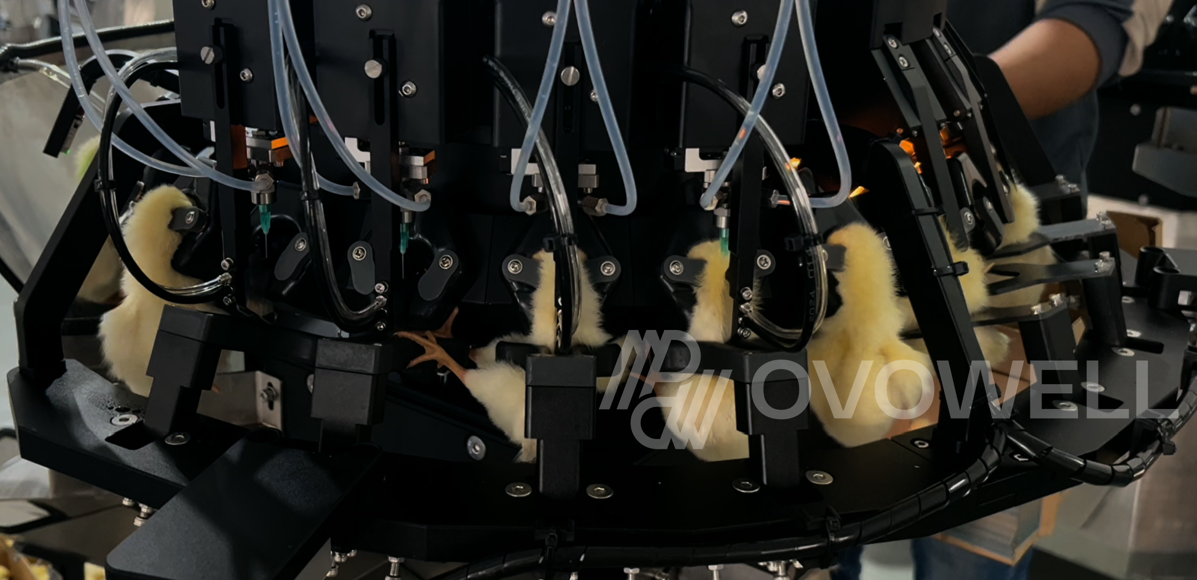 Multiple day-old chicks being processed at separate machine stations