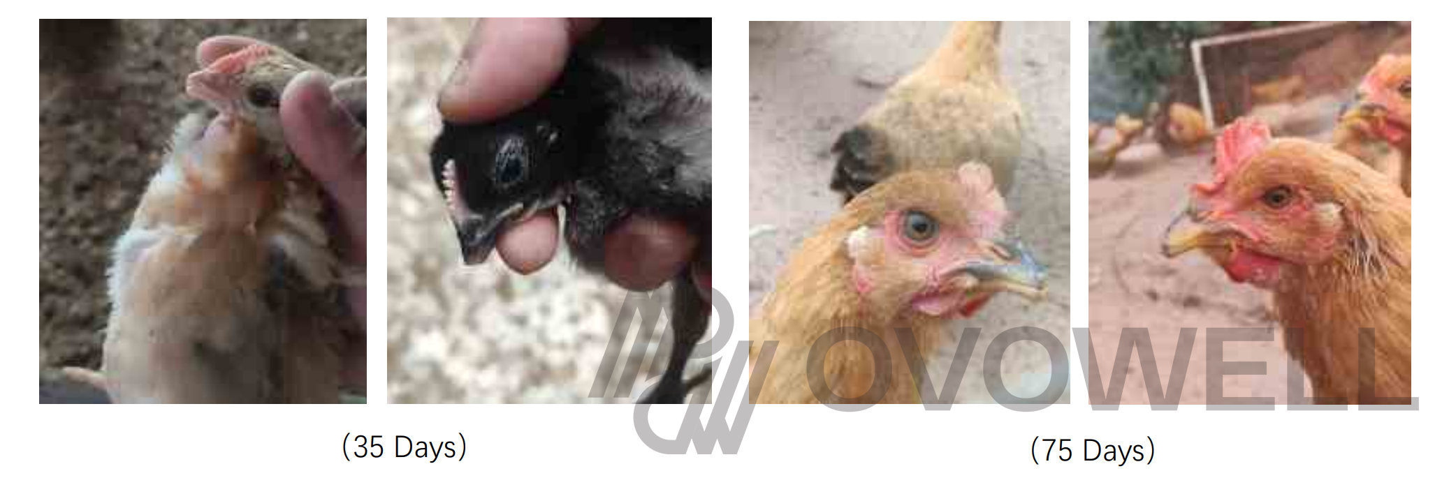 Reference chick beak development examples at 35 and 75 days