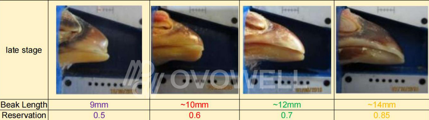 Reference infrared beak treatment setting and beak length chart