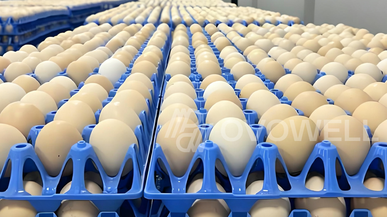 Eggs collected in reusable plastic trays at a commercial egg farm