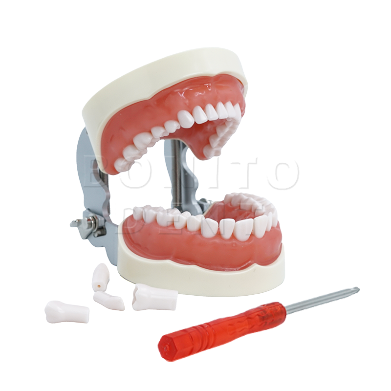 Hot Sale M8012 Standard Dental Tooth Model with 32 Screw-in Teeth Factory Price High Quality Dental Equipment,Hot Sale M8012 Standard Dental Tooth Model with 32 Screw-in Teeth Factory Price High Quality Dental Equipment