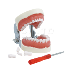 Hot Sale M8012 Standard Dental Tooth Model with 32 Screw-in Teeth Factory Price High Quality Dental Equipment,Hot Sale M8012 Standard Dental Tooth Model with 32 Screw-in Teeth Factory Price High Quality Dental Equipment