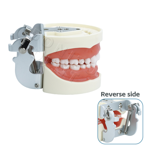 Hot Sale M8012 Standard Dental Tooth Model with 32 Screw-in Teeth Factory Price High Quality Dental Equipment,Hot Sale M8012 Standard Dental Tooth Model with 32 Screw-in Teeth Factory Price High Quality Dental Equipment