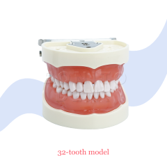 Hot Sale M8012 Standard Dental Tooth Model with 32 Screw-in Teeth Factory Price High Quality Dental Equipment,Hot Sale M8012 Standard Dental Tooth Model with 32 Screw-in Teeth Factory Price High Quality Dental Equipment
