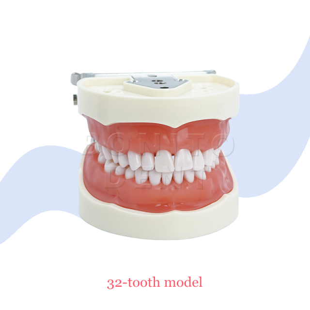 Hot Sale M8012 Standard Dental Tooth Model with 32 Screw-in Teeth Factory Price High Quality Dental Equipment,Hot Sale M8012 Standard Dental Tooth Model with 32 Screw-in Teeth Factory Price High Quality Dental Equipment