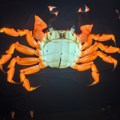 Advertising Lighting Inflatable Ocean Animal Events Decoration Giant Inflatable Crab Cartoon