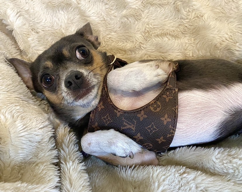 Luxury Style Designer Dog Harness and Multi-Functional Leash