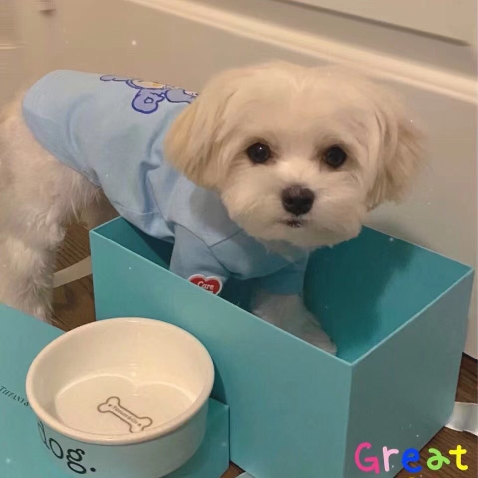 Luxury Style Designer Pet Bowl