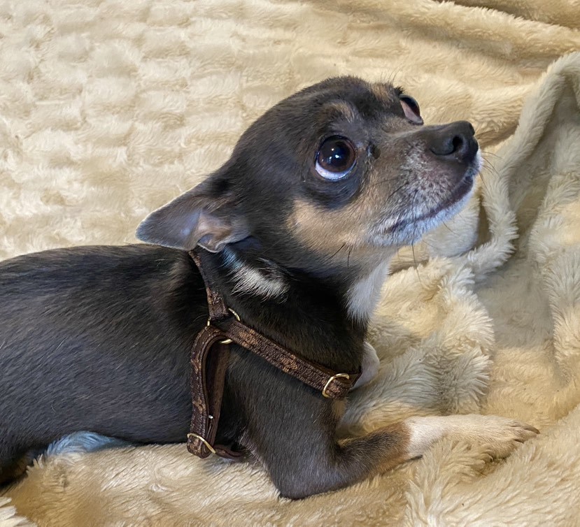 Luxury Style Designer Dog Harness and Multi-Functional Leash