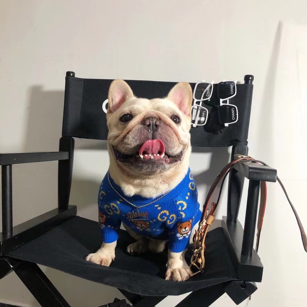 Playful Logo & Bear-Intarsia GG Knit Pet Sweater in Blue-Yellow