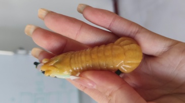 Unique Certificated Natural Type A Untreated 65X18mm Yellow Burmese Jadeite Hand Carved Mantis Shrimp Pendant,Yellow Jadeite Pendant,DIY Jewelry Supplies