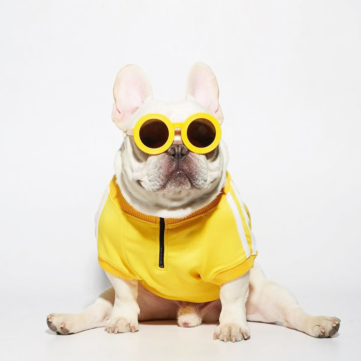 autumn winter dog sport sweatshirt