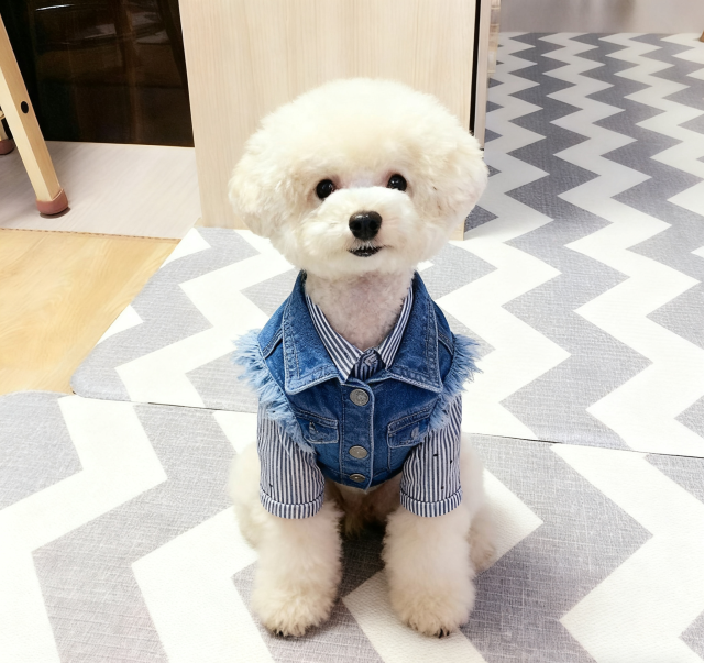 Classic vintage dog denim clothes