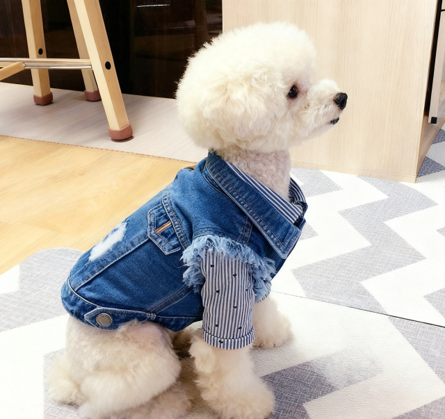 Classic vintage dog denim clothes
