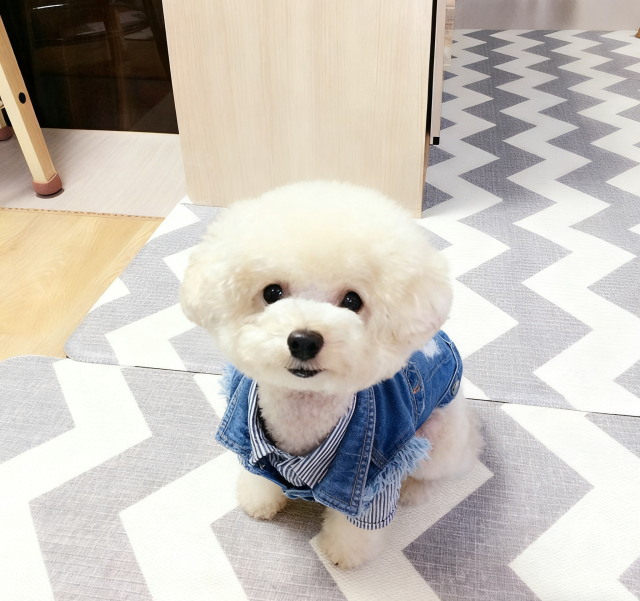 Classic vintage dog denim clothes
