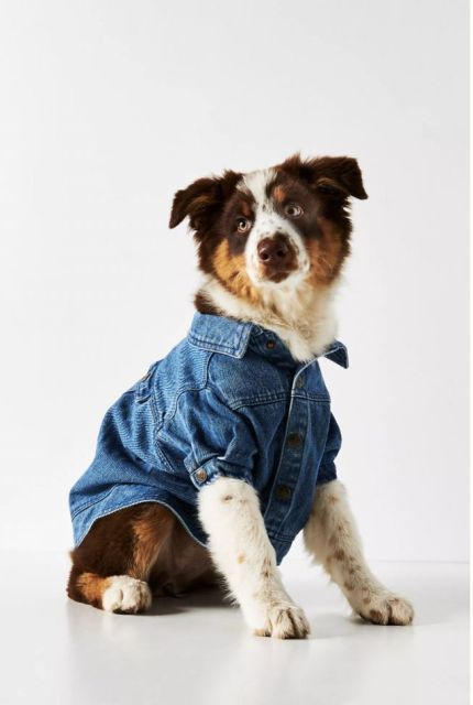 Classic Blue Denim Dog Jacket
