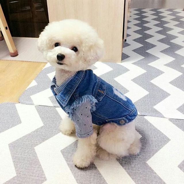 Classic vintage dog denim clothes